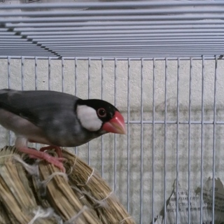 里親様決まりました！応募して頂いた方々感謝致します