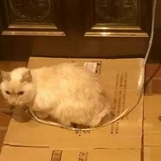 静かな余生を送らせてあげてください