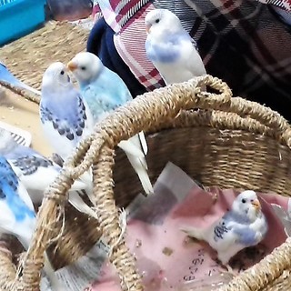 沢山のお申し出ありがとう無事に決まりました