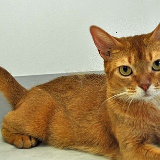 アビシニアンのアコちゃん