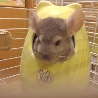 チンチラの男の子