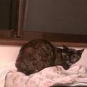 美人猫サビ猫ちゃん メス ワサビ「仮名」
