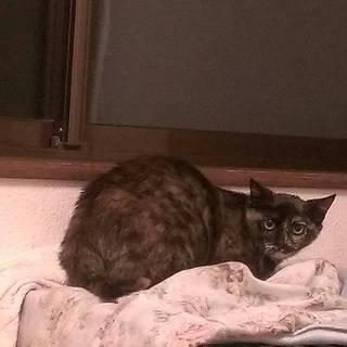 美人猫サビ猫ちゃん メス ワサビ「仮名」