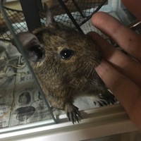 だいきち