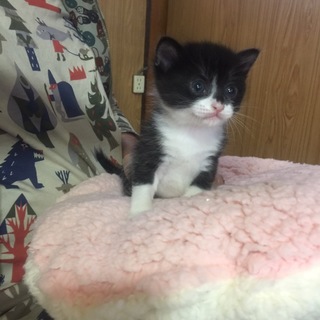 3月19日生まれの仔猫ちゃんです♬