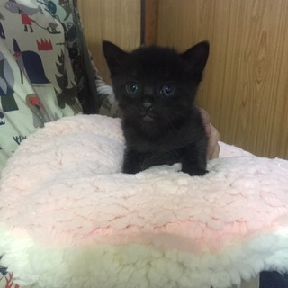 3月19日生まれの仔猫ちゃんです♪