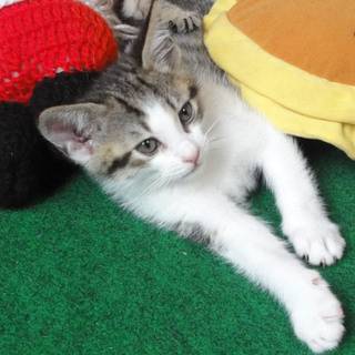 仔猫５兄弟の長男？