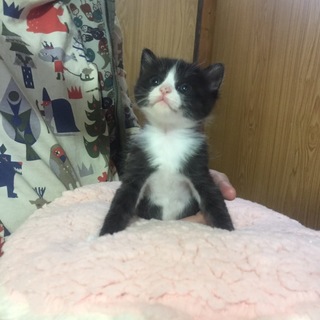 3月19日生まれの仔猫ちゃんです♬