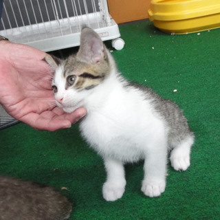 仔猫５兄弟の次男？