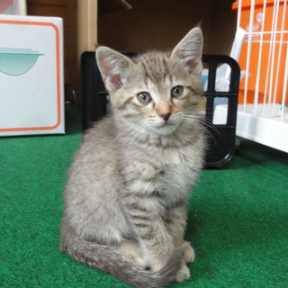 仔猫５兄弟の三男？