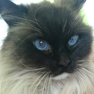 ジャン、里親さま決定！ありがとうございました♡