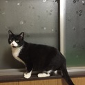 可愛いハチワレの白黒猫ちゃんです♬