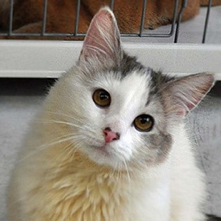 奥ゆかしい長毛美人★ナナちゃん