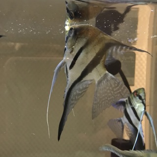 エンゼルフィッシュ