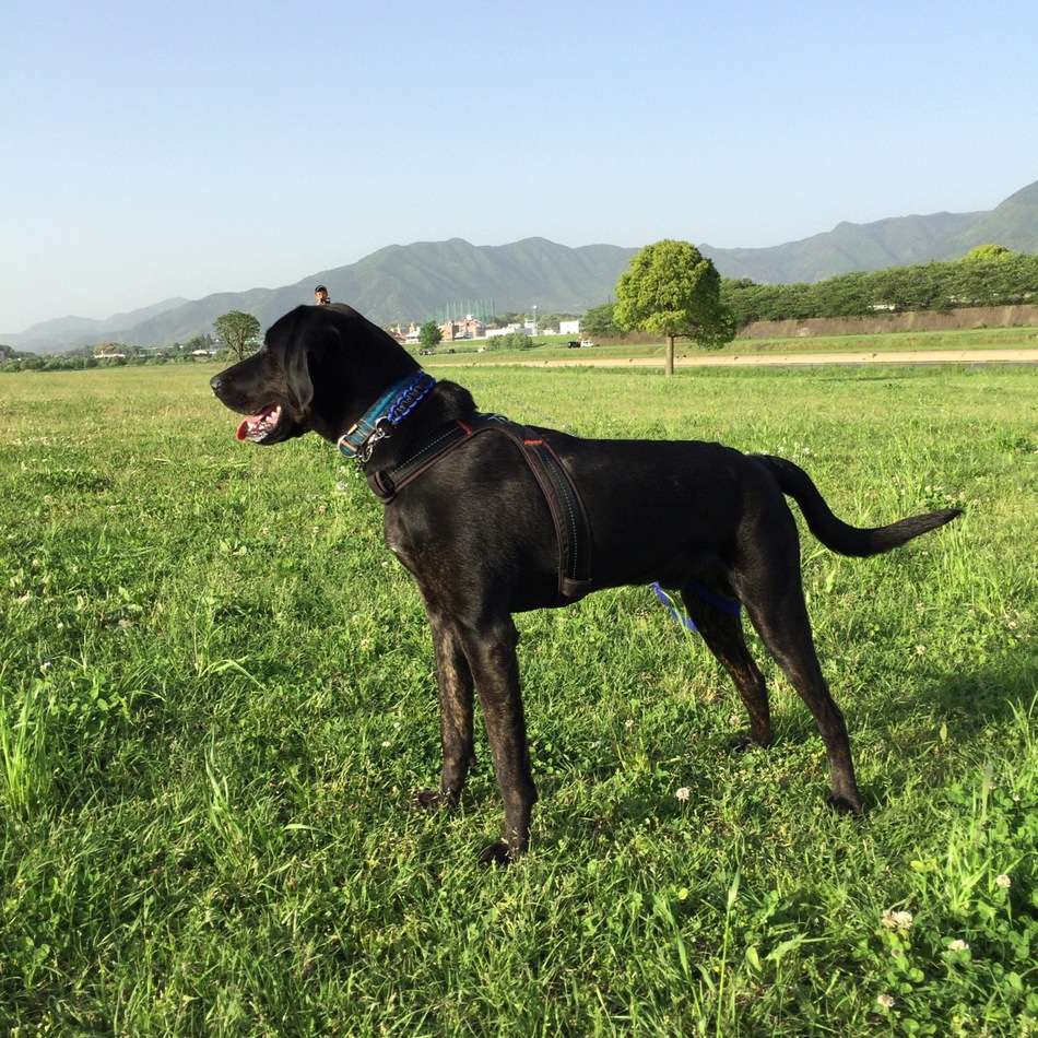 minto ミントのカバー写真