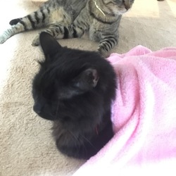 「よく喋る2匹。」サムネイル2