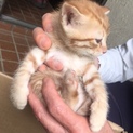 子猫を保護しました