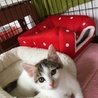 猫好き人好き！三毛の環ちゃん サムネイル2