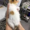 猫好き人好き！三毛の環ちゃん サムネイル5