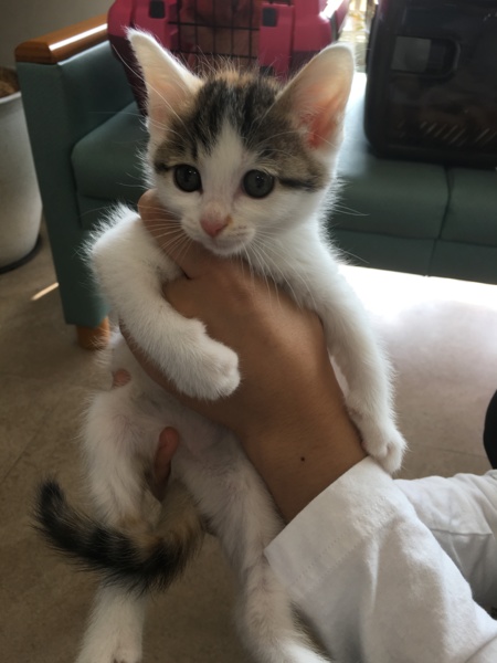 猫好き人好き！三毛の環ちゃん サムネイル7