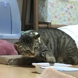 餌をこっそり奪おうとするときの。