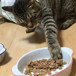 「餌をこっそり奪おうとするときの。」サムネイル2