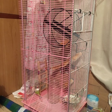 デグーのお部屋