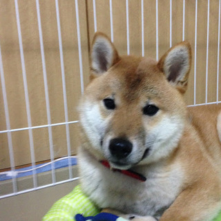 海外転勤に伴い募集します。