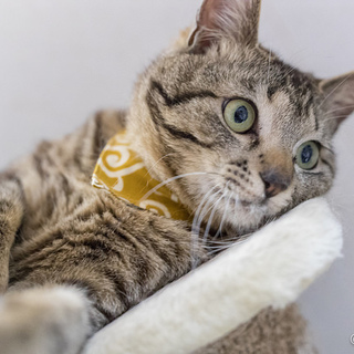 元気で懐こい男の子　ぶんちゃん