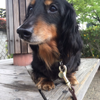 ダックス セーラちゃん 女の子 里親様募集