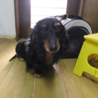 ダックス セーラちゃん 女の子 里親様募集 サムネイル6