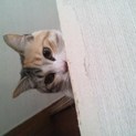 抱っこ大好き キジ三毛こねこ つみれ