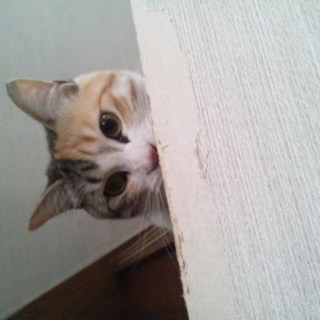 抱っこ大好き キジ三毛こねこ つみれ
