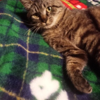 まるちゃんの里親募集