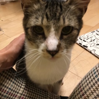 保健所レスキュー後ドタキャン！可愛い子です。