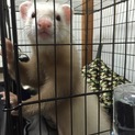 カナディアンフェレット