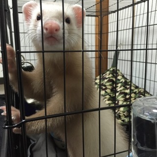 カナディアンフェレット