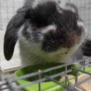 保護うさぎ、裕豊(ひろと)くん