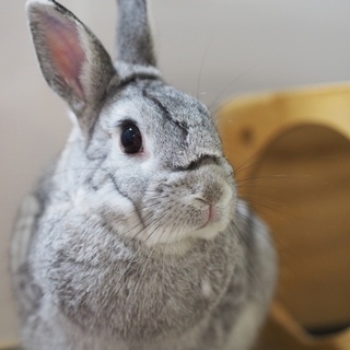 保護うさぎ、ユウくん