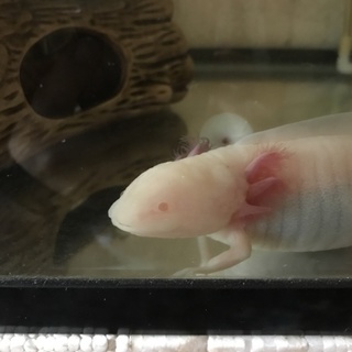 ウーパールーパー