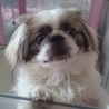ペキニーズ里親募集　血統書有り サムネイル4