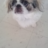 ペキニーズ里親募集　血統書有り サムネイル6