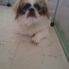 ペキニーズ里親募集　血統書有り サムネイル7