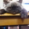 ねこみみ09 さん