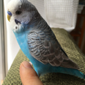 セキセイインコ里親様募集