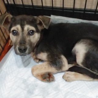 子犬ちゃんの家族を探しています