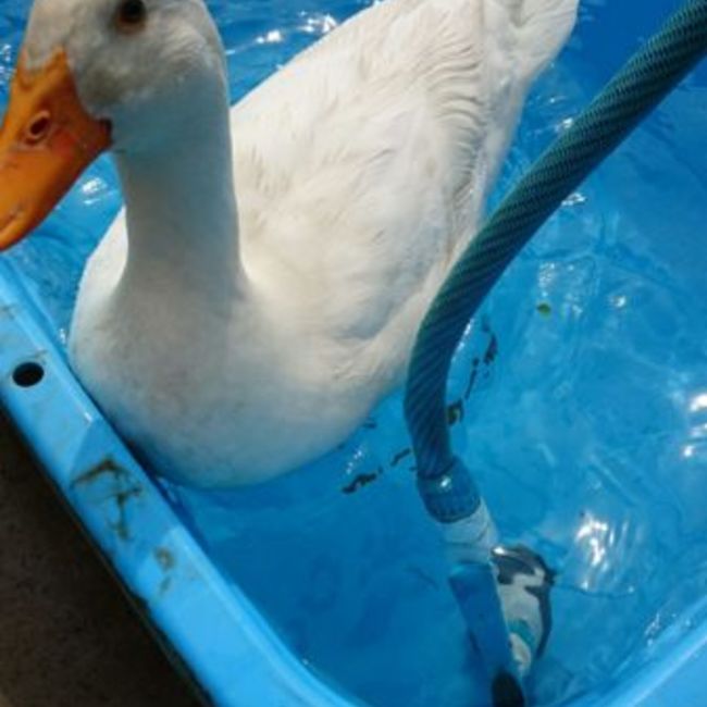 豊橋のカバー写真