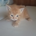 4/21生まれの子猫　優しそうなお顔の茶トラです。