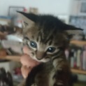 4/21生まれの子猫　キジトラ美猫です