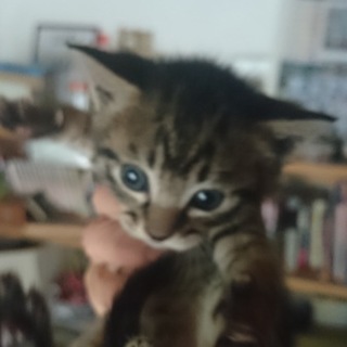 4/21生まれの子猫　キジトラ美猫です